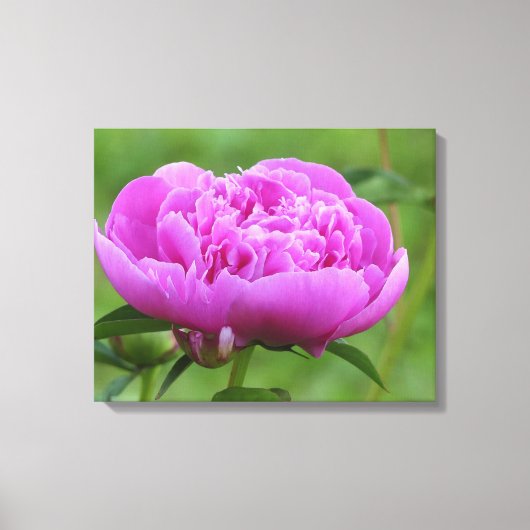 Pink Peony Canvas Afdruk (Voorkant)