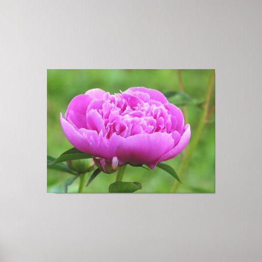 Pink Peony Canvas Afdruk (Voorkant)