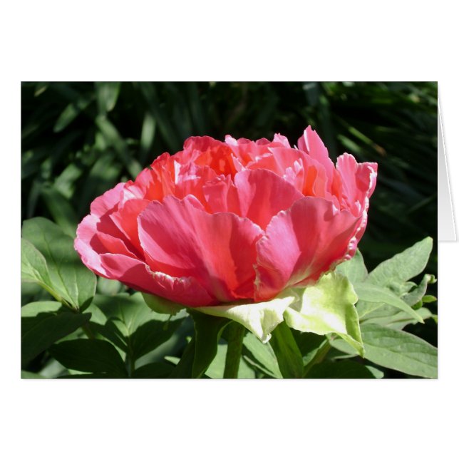 Pink Peony Flower (Voorkant Horizontaal)