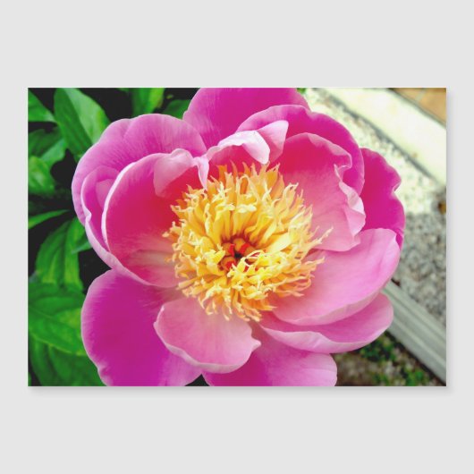 Pink Peony Flower Magnetic Kaart (Voorkant)