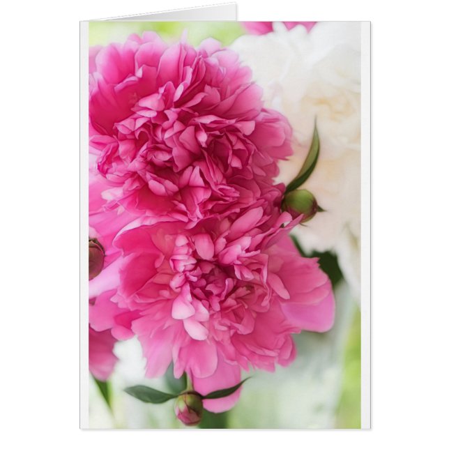 Pink Peony Flowers (Voorkant)
