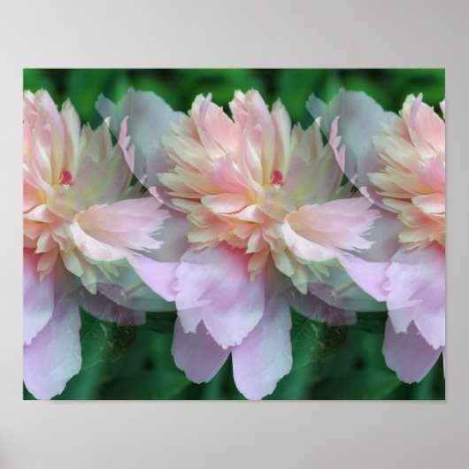 Pink Peony Flowers Multiplied Poster (Voorkant)