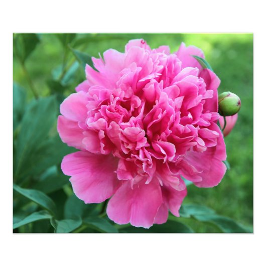 Pink Peony Foto Afdruk (Voorkant)