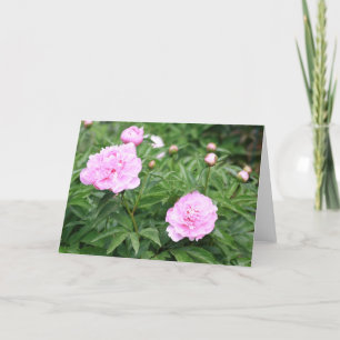 Pink Peony Kaart