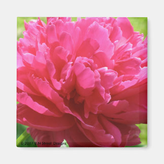 Pink Peony Magneet