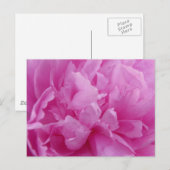 Pink Peony Petals carte postale (Devant / Derrière)