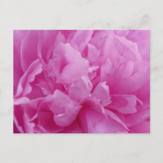 Pink Peony Petals carte postale