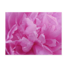Pink Peony Petals carte postale