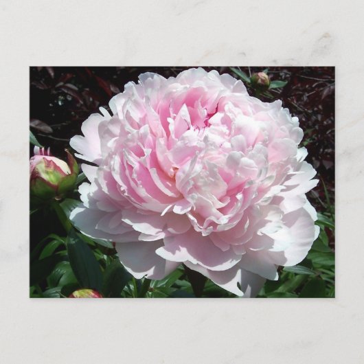 Pink Peony Postcard Briefkaart (Voorkant)