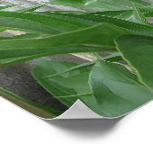 Pink Peony Poster (Hoek)