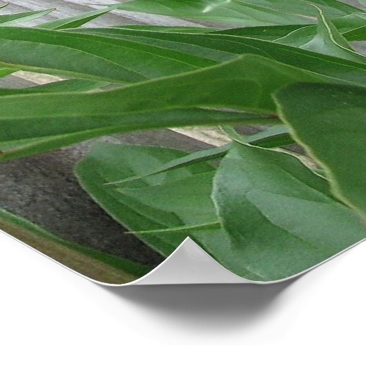 Pink Peony Poster (Hoek)