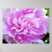 Pink Peony Poster (Voorkant)