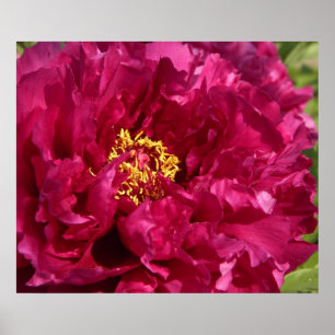 Pink Peony Poster Print