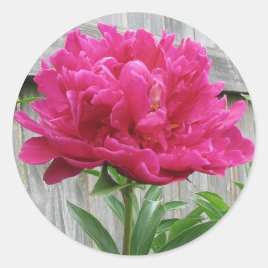 Pink Peony Ronde Sticker (Voorkant)