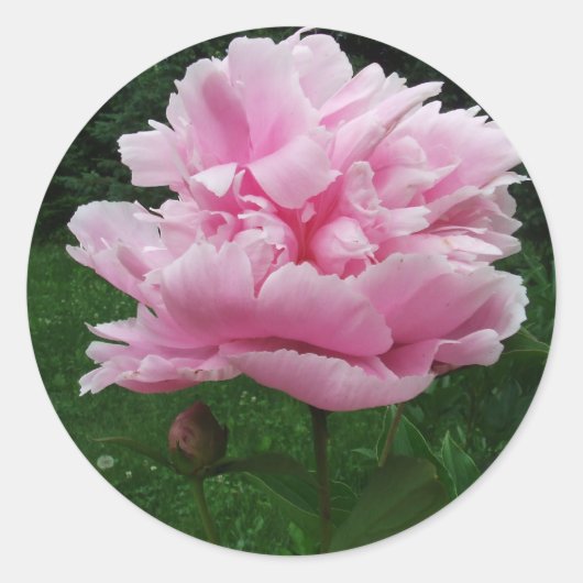 Pink Peony Round Stickers (Voorkant)