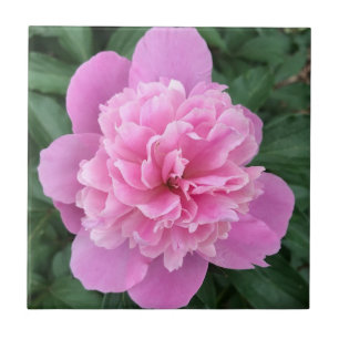 Pink Peony Tegeltje