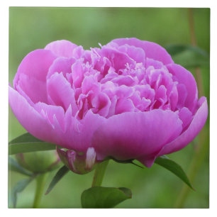 Pink Peony Tegeltje