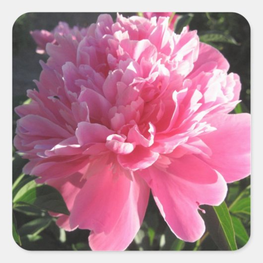 Pink Peony Vierkante Sticker (Voorkant)
