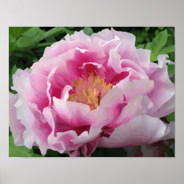Pink Peony Waterverf Fine Floral Poster