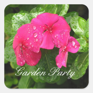 Pink Periwinkle - Stickers Garden Party