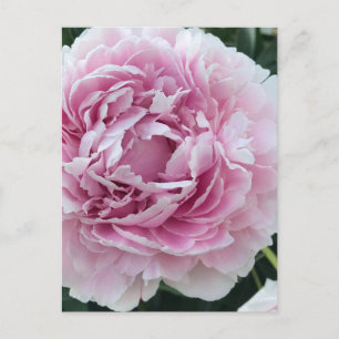 Pink Perky Peony foto Briefkaart