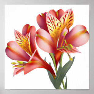 Pink Peruvien Lilies Flower Art Imprimer Poster
