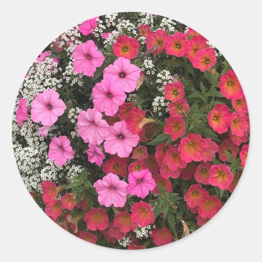Pink Petunia Flowers Springtime Ronde Sticker (Voorkant)