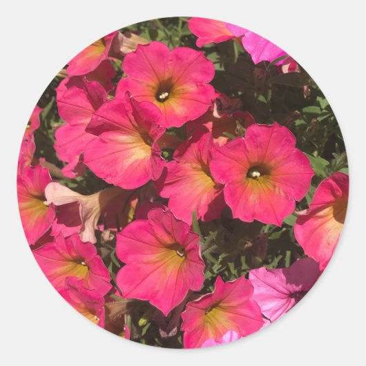 Pink Petunia Flowers Springtime Ronde Sticker (Voorkant)