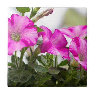 Pink Petunia Passion Tegeltje