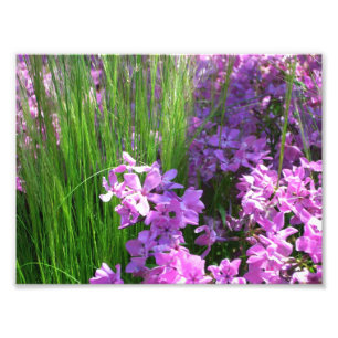 Pink Phlox en Grass Summer Floral Foto Afdruk