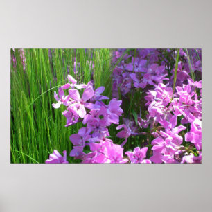 Pink Phlox en Grass Summer Floral Poster