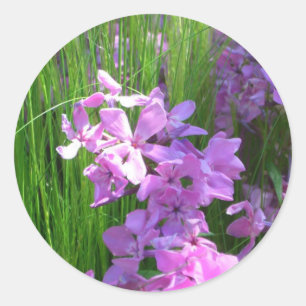 Pink Phlox en Grass Summer Floral Ronde Sticker
