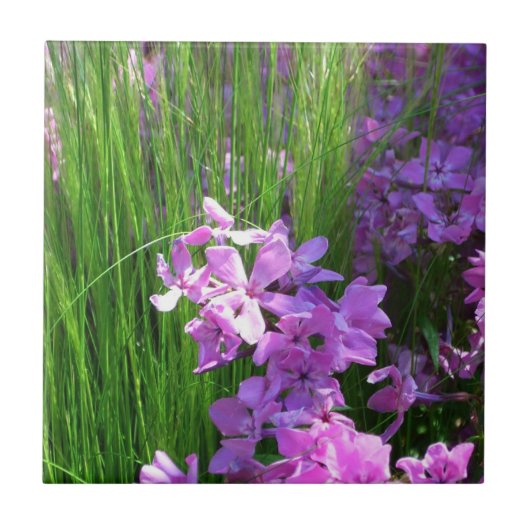 Pink Phlox en Grass Summer Floral Tegeltje (Voorkant)