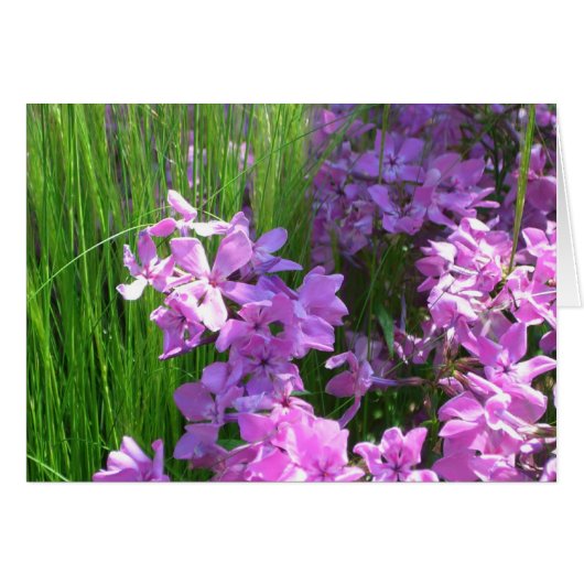 Pink Phlox et Grass été Floral (Devant horizontal)