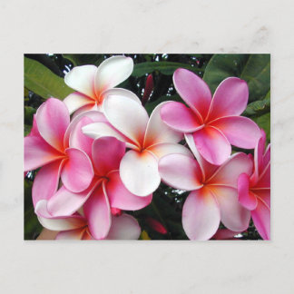 Pink Plumeria Hawaiian Briefkaart