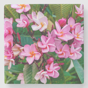 Pink Plumeria Stenen Onderzetter