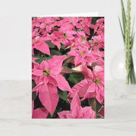 Pink Poinsietta Christmas Card Feestdagen Kaart