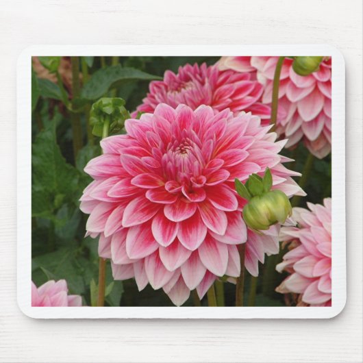 "Pink Pom Pom Dahlia" Muismat (Voorkant)