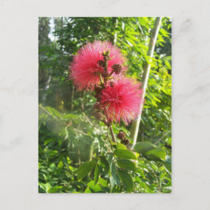 Pink Powder Puff Briefkaart