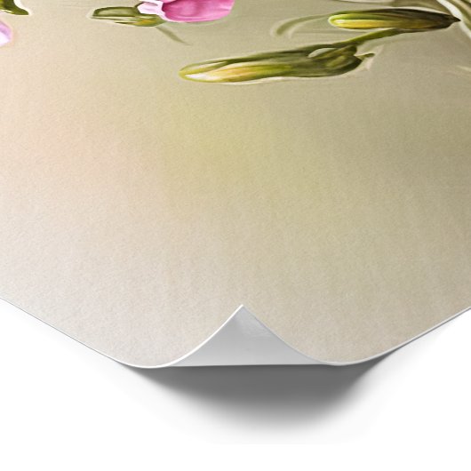 Pink Primrose Flowers Art Imprimer Poster (Coin)