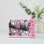 Pink Prunus Blossoms HELLO Carte Postale (Debout devant)