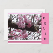 Pink Prunus Blossoms HELLO Carte Postale (Devant / Derrière)