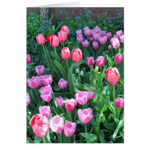 Pink Purple Springtime Tulips printemps fleurs fle