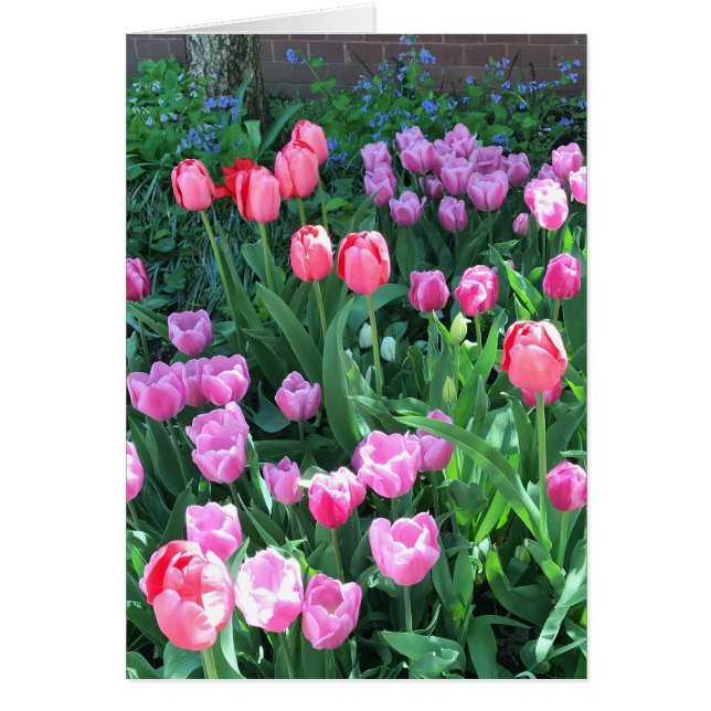 Pink Purple Springtime Tulips printemps fleurs fle (Devant)
