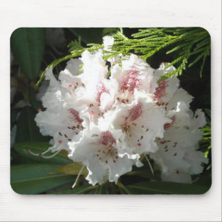 Pink Rhododendron Foto Muismat