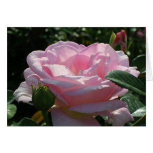 Pink Rose