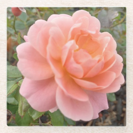 Pink Rose Coster Glazen Onderzetter (Voorkant)