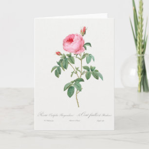 Pink Rose Rose Pierre-Joseph Redoute Carte de voeu
