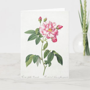 Pink Rose Rose Pierre-Joseph Redoute Carte de voeu