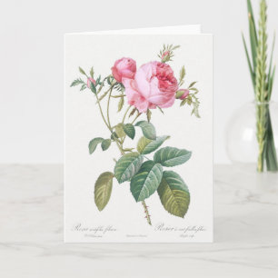 Pink Rose Rose Pierre-Joseph Redoute Carte de voeu